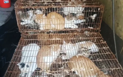 Rescatan en China a 150 gatos capturados para consumo humano