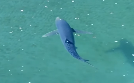Visualizaron un tiburón cerca de las costas de Chubut
