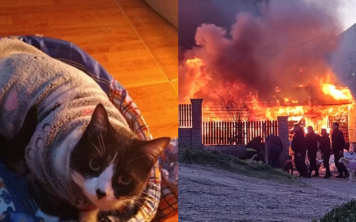 Milagro en Laprida: una gata despertó a su dueña a tiempo para salvarle la vida en el incendio, y luego falleció