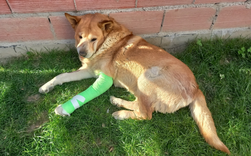 Le deben amputar la pata a Lengüita y reúnen fondos para la operación