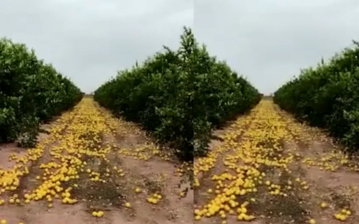 Un productor tiró 280 toneladas de limones: “No hubo más remedio”