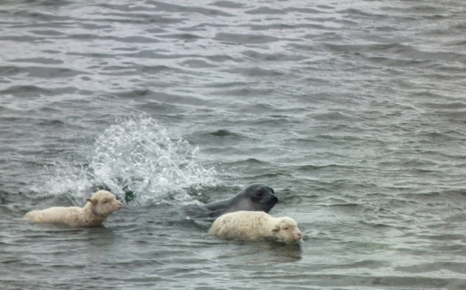 Un elefante marino “pastoreó” a dos ovejas en el agua