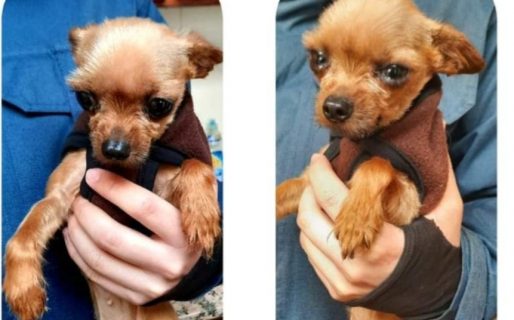 Le robaron la mascota a dos abuelitos y solicitan ayuda para recuperarla