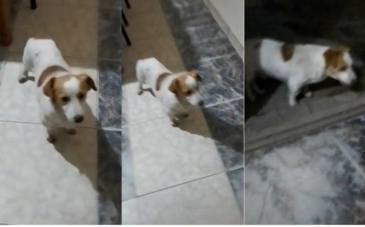 Un perro odia «Mi bebito fiu fiu» y es viral
