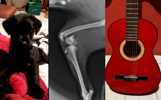 Su perra necesita una operación urgente y vende su guitarra para reunir el dinero