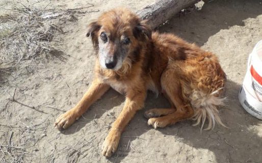 Piden una familia para «Viejito»: Un perro abandonado en el Cordón Forestal