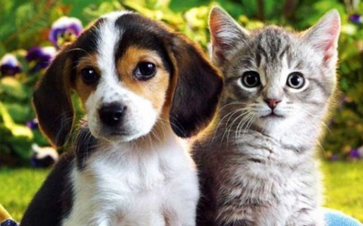 El truco desconocido de Google para los fanáticos de los gatos y perros