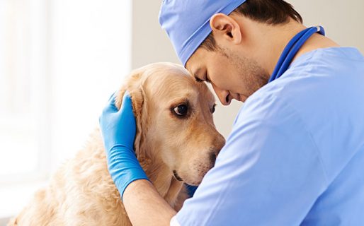Día del Veterinario: hoy es el cumpleaños del médico de los animales