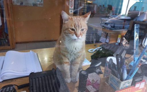 Falleció la mascota de los Bomberos de Sarmiento