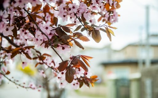El Municipio de la Villa Balnearia impulsa el Plan «Arbolando Rada Tilly»