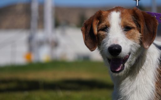 Jornada de vacunación contra la rabia