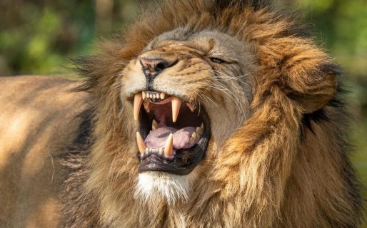 Un león se devoró a un hombre mientras este intentaba robar a uno de sus cachorros