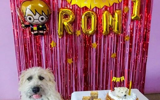 Una comodorense le festejó el cumpleaños a su perro y se volvió viral