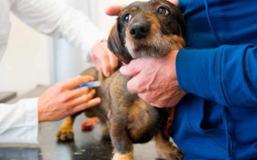 Habrá vacunación antirrábica gratuita en el barrio Don Bosco