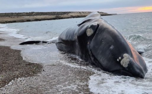 Aparecieron 6 ballenas muertas en las playas de Puerto Pirámides e investigan la causa