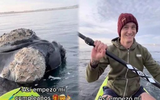 Impresionante video: Tres ballenas sorprenden a una pareja que remaba en Puerto Madryn