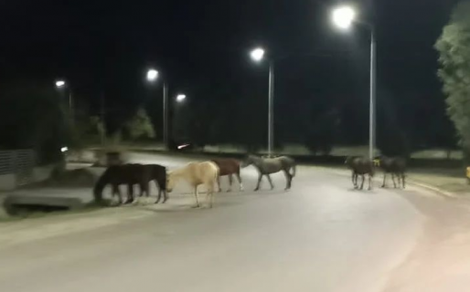 Ni en ‘Spirit’ había tantos: siete caballos interrumpieron el tránsito en el Roque González