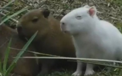 Encontraron un carpincho albino en Argentina