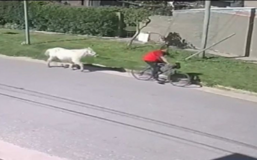 Un hombre en bici se robó un poni y se lo llevó atado con una soga