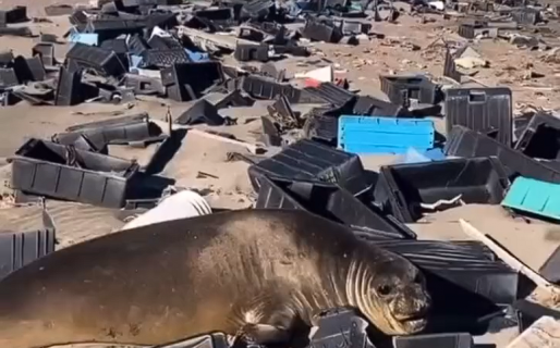 Desecharon una enorme cantidad de residuos en Península Valdés
