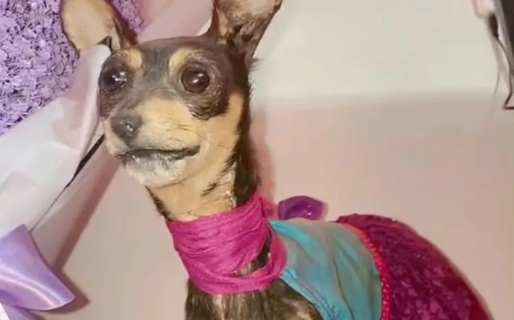 Disecó a su mascota y el resultado fue espeluznante: “No quedó como era ella en vida”