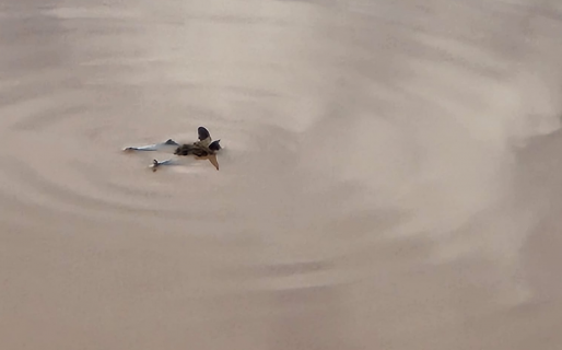 Halló un animal que nunca antes había visto en la zona y se llevó el susto de su vida