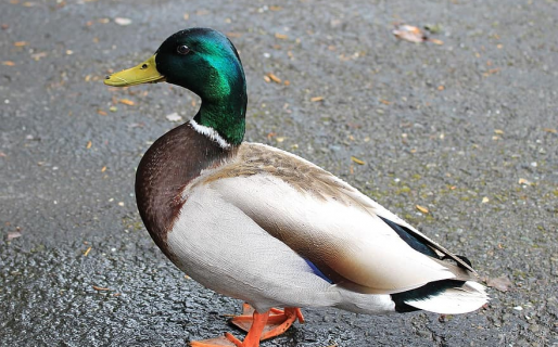 Un pato desorientado huyó de una reserva y cayó preso en una comisaría