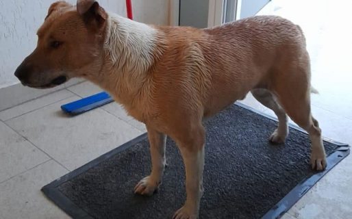 Un perro estaba colgando de una reja, lo rescataron y ahora buscan a su familia