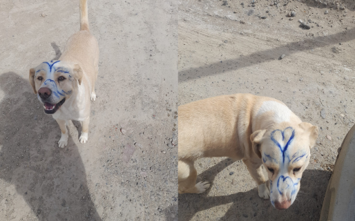 Indignación por un perrito «rayado» en Cerro Solo: “Esto es inhumano”