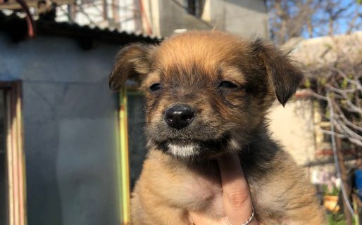 Buscan dar en adopción a 4 cachorros rescatados en el temporal de lluvia