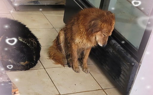 Dejó a perritos de la calle dormir en su comercio e invitó a hacer lo mismo