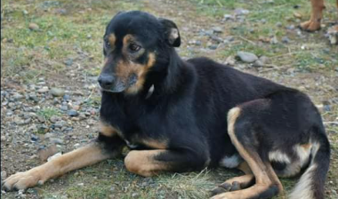 Perros Sanos busca familias para perros que estuvieron en situación de calle