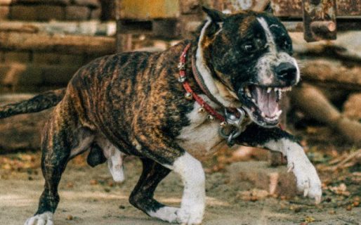 Corrientes: detuvieron al dueño del perro pitbull que mató a una nena de 10 años