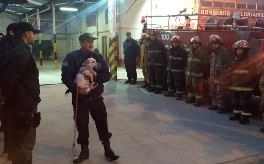 Murió Porota, la mascota de Bomberos de Km. 3 que había sido retirada del destacamento por cuestiones de salud