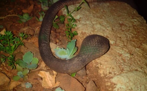 Se alarmaron por la presencia de una víbora y llamaron a la policía: resultó ser de plástico