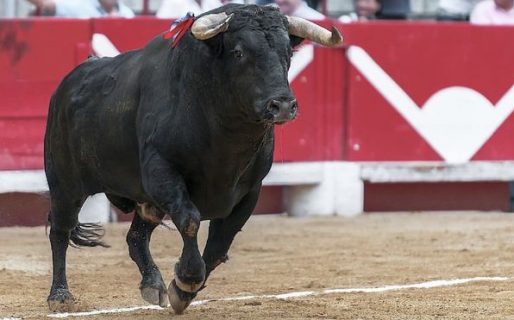 Creyó que el toro estaba muerto, quiso carnearlo y falleció por una cornada