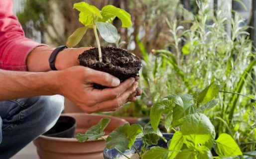 Hoy habrá canje de plantas en la plaza del barrio Pueyrredón