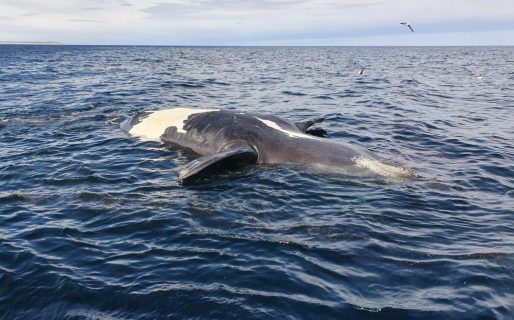 Encontraron toxinas de marea roja en las ballenas muertas en Península Valdés
