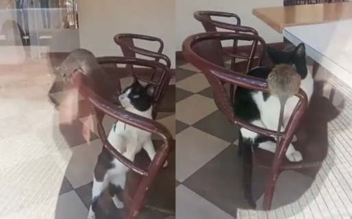 Una rata jugó con un gato en una heladería y el dueño dio una excusa insólita: “El hámster del vecino”