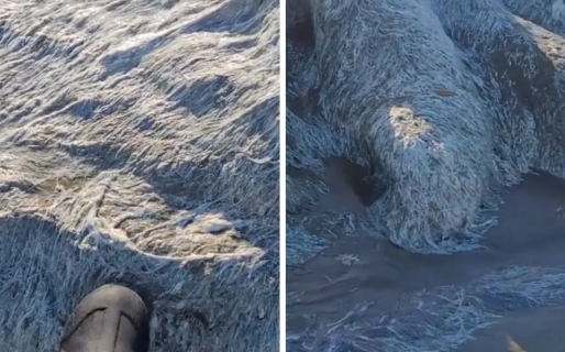 Apareció un raro animal de “pelo” blanco en la playa y el desconcierto fue general
