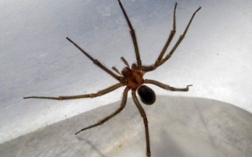 Una beba murió por la picadura de una «araña de rincón»