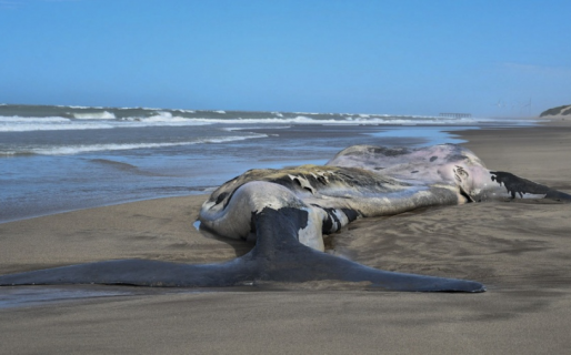 Alarmante incremento de ballenas muertas en Península de Valdés: ahora son 15