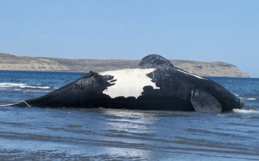 Chubut: Confirmaron una súper marea roja en Península Valdés