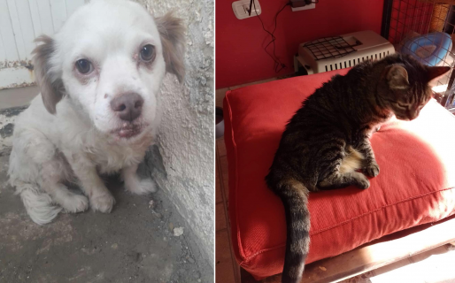 Julia adoptó a los animales de su vecina fallecida y les dio otra oportunidad: “Eran su vida, los amaba con todo su corazón”