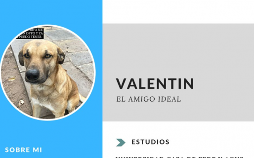 Hicieron un Curriculum vitae para buscarle familia a un perrito