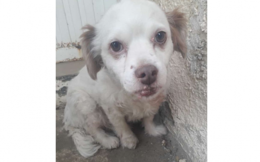 El dolor de Dora, la perrita que perdió a su dueña y necesita una familia para pasar sus últimos años