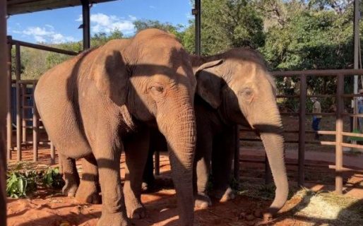 Murió Pocha, una de las elefantas trasladadas de Mendoza al santuario de Brasil