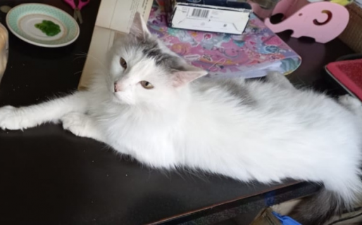 Una linda gatita causa terror en Rawson: entra a la casa y ataca a los dueños