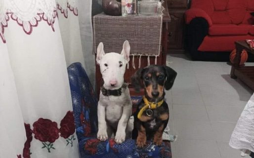 Le robaron sus mascotas a una familia de km. 8