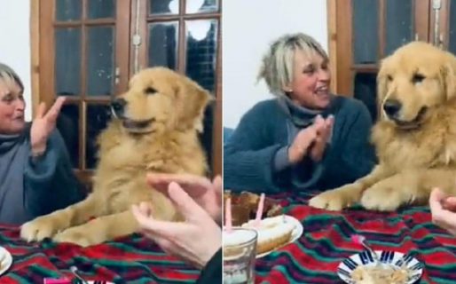 Festejaron un cumpleaños familiar, su perro se emocionó y la reacción se volvió viral